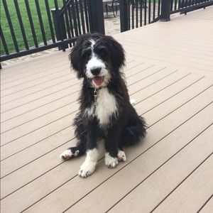 Meet your Posher, Jade